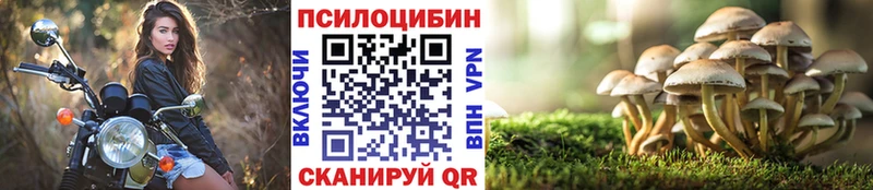 Псилоцибиновые грибы мицелий  купить наркоту  блэк спрут tor  Северск 